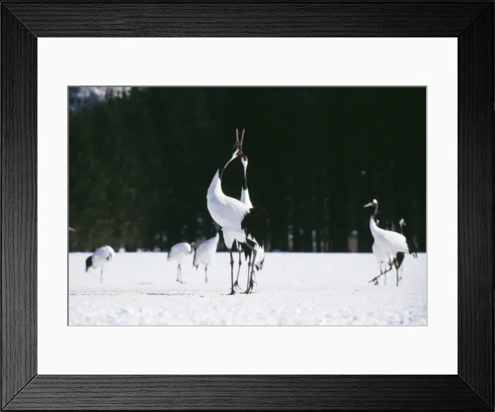 Framed Print : Japanese / Manchurian / Red-Crowned CRANE - courting dance Framed Print : Japanese / Manchurian / Red-Crowned CRANE - courting dance