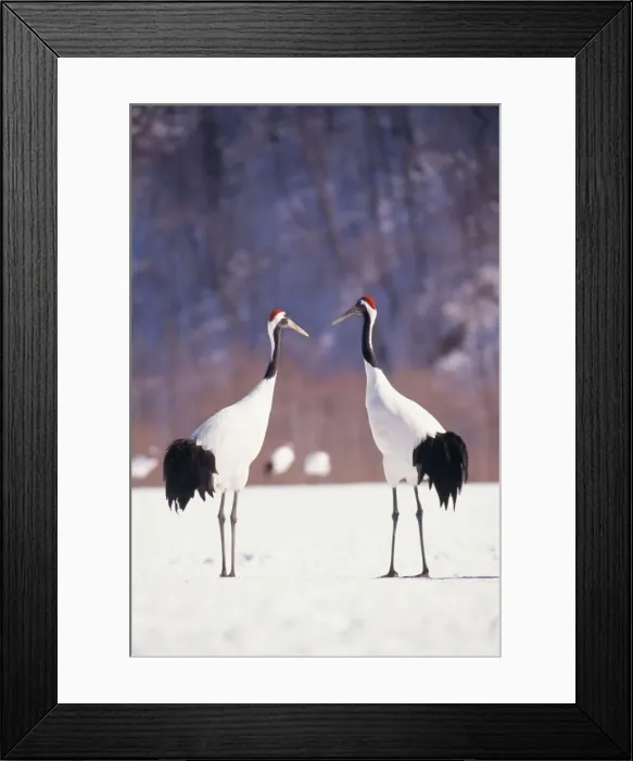 Framed Print : JAPANESE / Manchurian / Red-crowned CRANE - two in snow Framed Print : JAPANESE / Manchurian / Red-crowned CRANE - two in snow