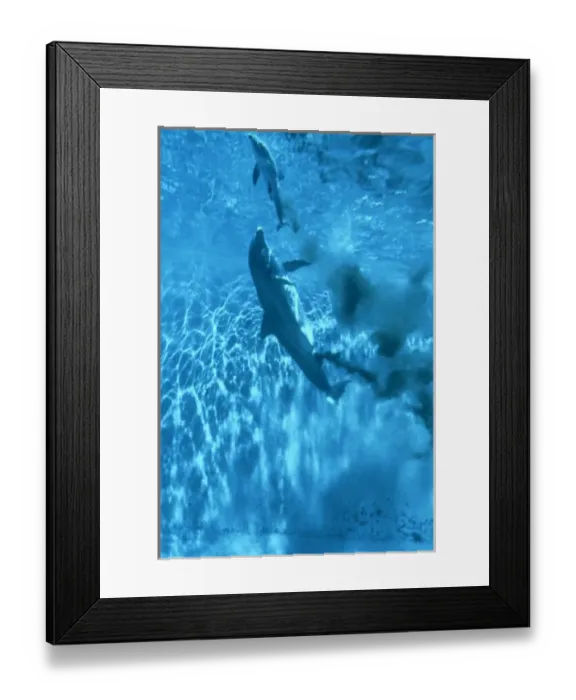 Framed Print : Bottlenose Dolphin Framed Print : Bottlenose Dolphin