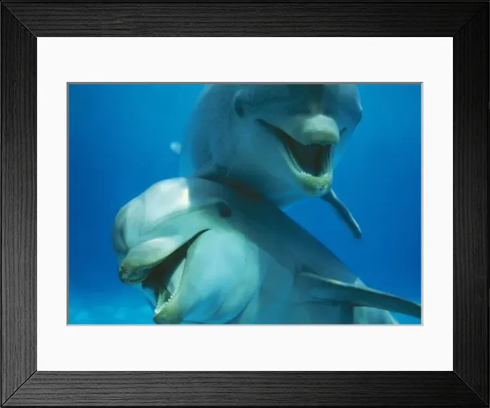 Framed Print : Bottlenose DOLPHIN - x two close-up Framed Print : Bottlenose DOLPHIN - x two close-up