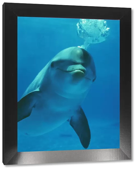 Bottlenose DOLPHIN - blows bubbles from blow hole