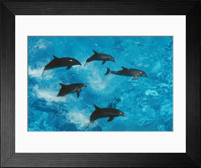 Framed Print : Bottlenose Dolphin - Group jumping Framed Print : Bottlenose Dolphin - Group jumping
