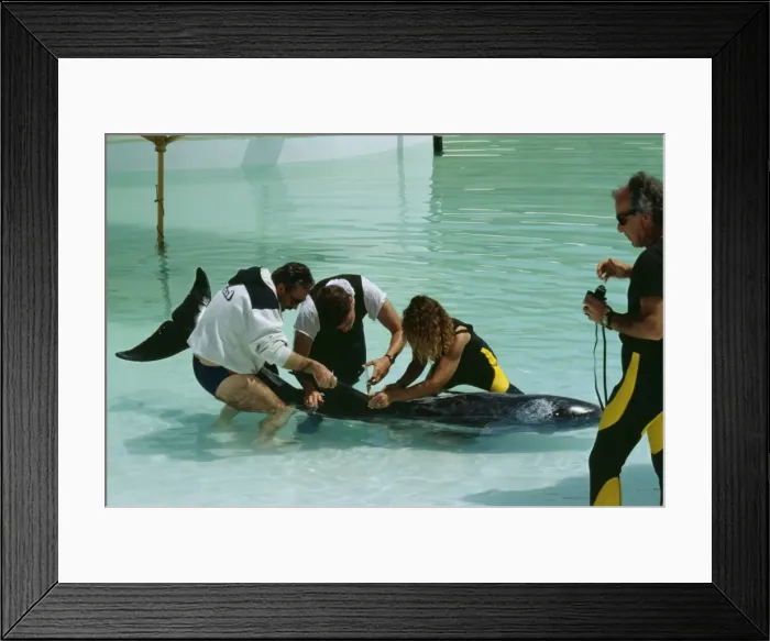 Framed Print : Rissos DOLPHIN - Being given medication by vet Framed Print : Rissos DOLPHIN - Being given medication by vet
