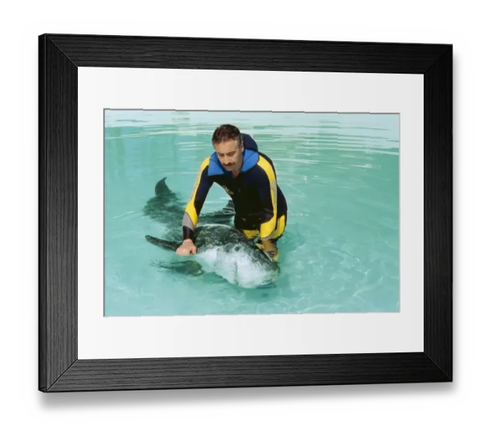 Framed Print : Rissos DOLPHIN - Being helped to swim by researcher Framed Print : Rissos DOLPHIN - Being helped to swim by researcher