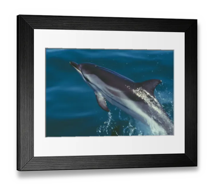 Framed Print : Striped Dolphin - Jummping Framed Print : Striped Dolphin - Jummping