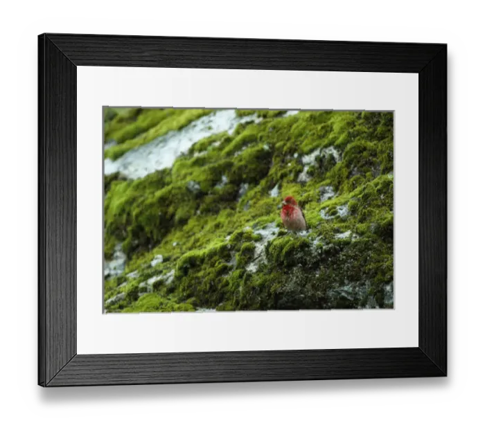 Framed Print : Common Rosefinch Framed Print : Common Rosefinch