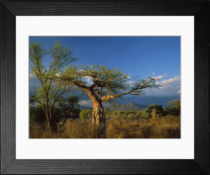 Framed Print : AFRICA - Tanzania, tree and scrub Framed Print : AFRICA - Tanzania, tree and scrub