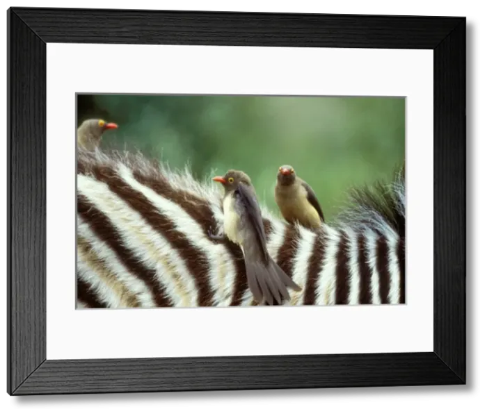 Framed Print : Red-billed OXPECKER - on Zebra Framed Print : Red-billed OXPECKER - on Zebra
