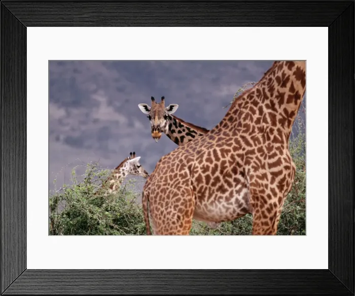 Framed Print : Msai GIRAFFE - x three, Giraffe peers over 2nd Framed Print : Msai GIRAFFE - x three, Giraffe peers over 2nd