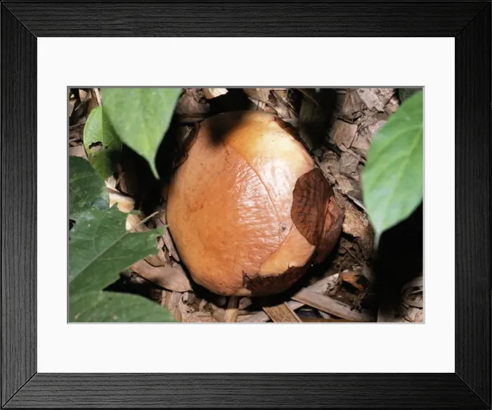 Framed Print : Rafflesia - Flower prior to petals opening Framed Print : Rafflesia - Flower prior to petals opening