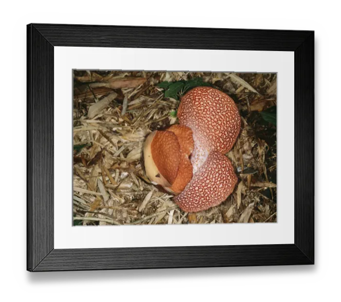 Framed Print : Rafflesia - petals opening Framed Print : Rafflesia - petals opening