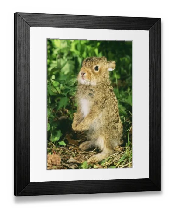 Framed Print : Young Hare / Leveret - stands on hind legs Framed Print : Young Hare / Leveret - stands on hind legs