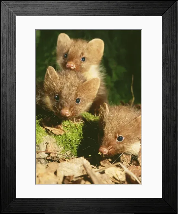 Framed Print : Young Pine Martens - three play on forest floor Framed Print : Young Pine Martens - three play on forest floor