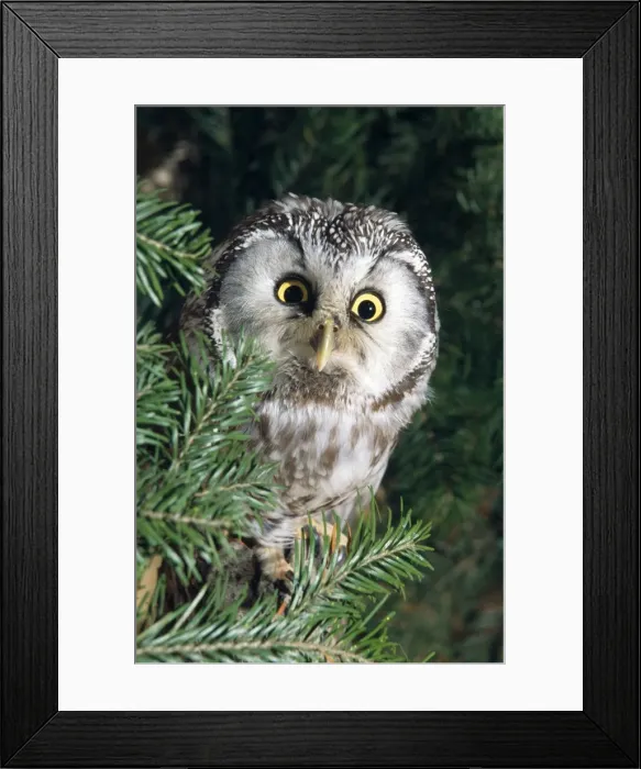 Framed Print : Pygmy OWL - sits in tree Framed Print : Pygmy OWL - sits in tree