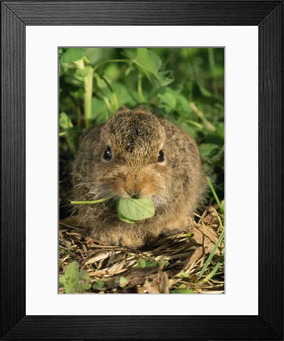 Framed Print : Young Siberian HARE - leveret, sitting Framed Print : Young Siberian HARE - leveret, sitting