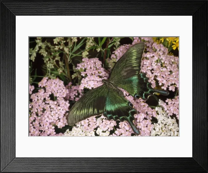 Framed Print : Alpine Black Swallowtail Butterfly - common in Framed Print : Alpine Black Swallowtail Butterfly - common in