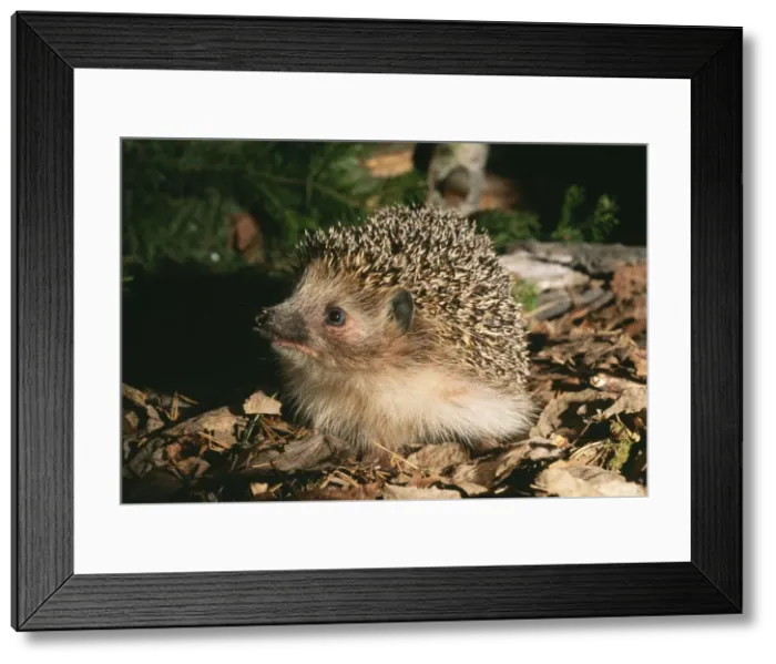 Framed Print : HEDGEHOG - searching for food Framed Print : HEDGEHOG - searching for food