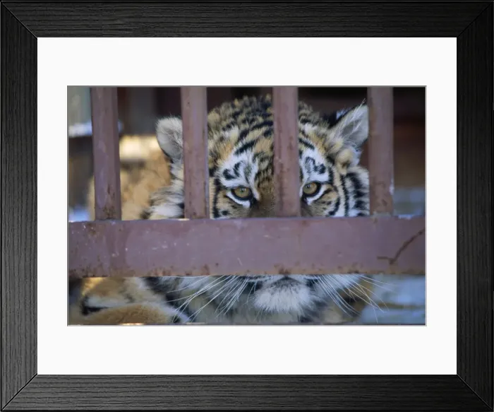 Framed Print : ZOO - Young Tiger in a Cage, young female, close up to bars Framed Print : ZOO - Young Tiger in a Cage, young female, close up to bars