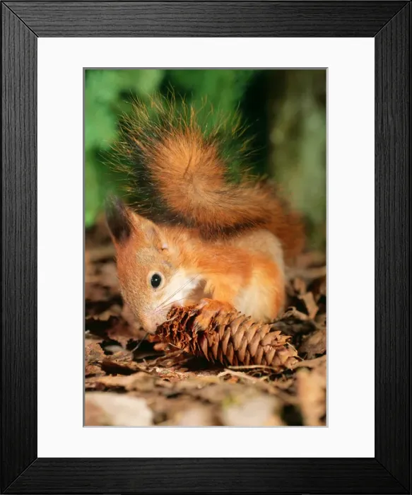 Framed Print : Red SQUIRREL - eating fir cone Framed Print : Red SQUIRREL - eating fir cone