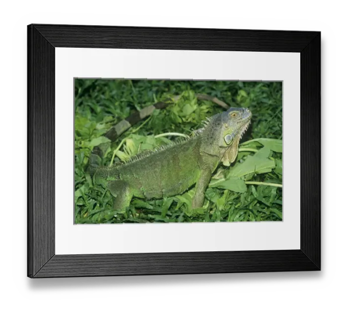 Framed Print : Green IGUANA - side view, amongst green foliage Framed Print : Green IGUANA - side view, amongst green foliage