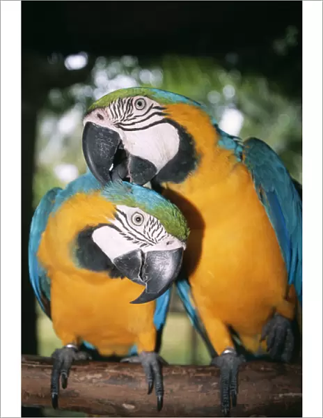 Blue and Yellow MACAWS  /  Blue and Gold macaws - X2 preening
