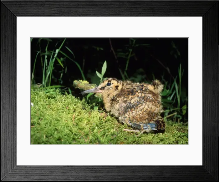 Framed Print : Eurasian WOODCOCK - chick Framed Print : Eurasian WOODCOCK - chick