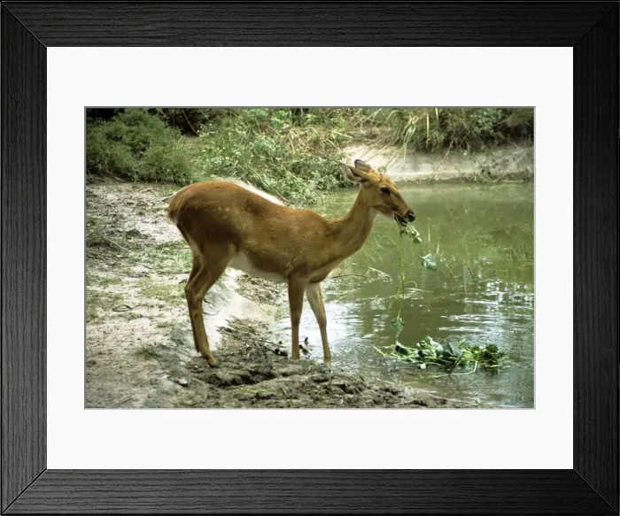 Framed Print : CHITAL / Spotted Deer - eating Framed Print : CHITAL / Spotted Deer - eating