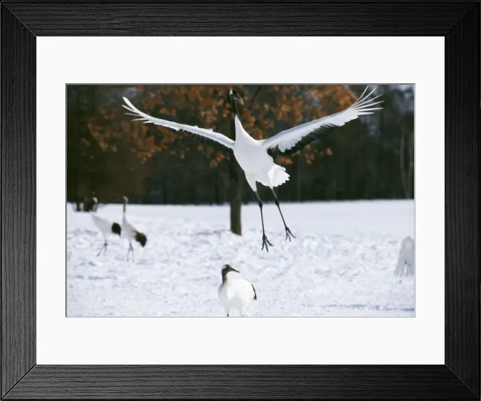 Framed Print : Japanese / Red-Crowned / Manchurian CRANE - leaping Framed Print : Japanese / Red-Crowned / Manchurian CRANE - leaping