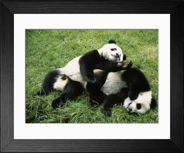 Framed Print : Giant Panda - two playing Framed Print : Giant Panda - two playing
