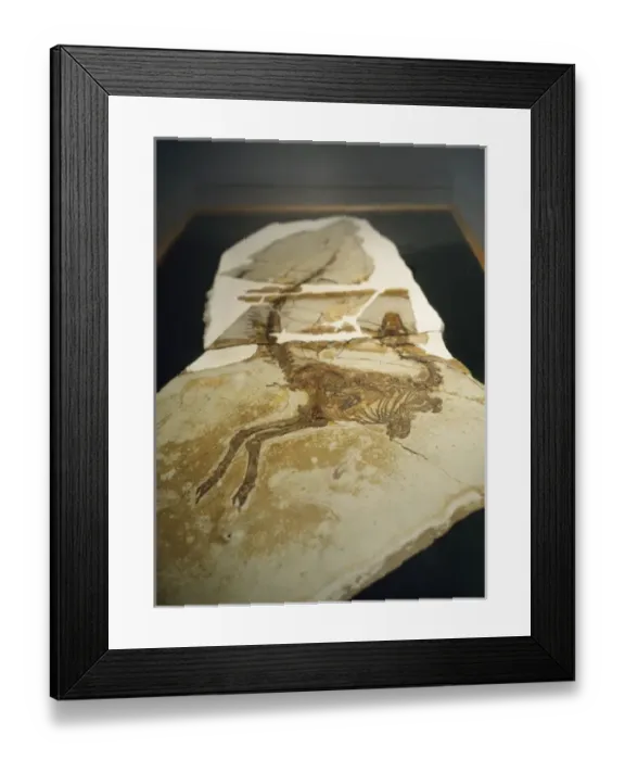 Framed Print : DINOSAUR Skeleton - Sinosauropleryx Framed Print : DINOSAUR Skeleton - Sinosauropleryx