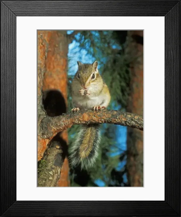 Framed Print : Siberian Chipmunk - feeding on pine tree Framed Print : Siberian Chipmunk - feeding on pine tree