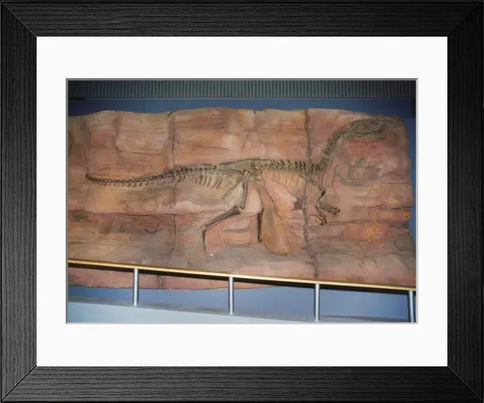 Framed Print : DINOSAUR Skeleton - Monolophosaurus Framed Print : DINOSAUR Skeleton - Monolophosaurus