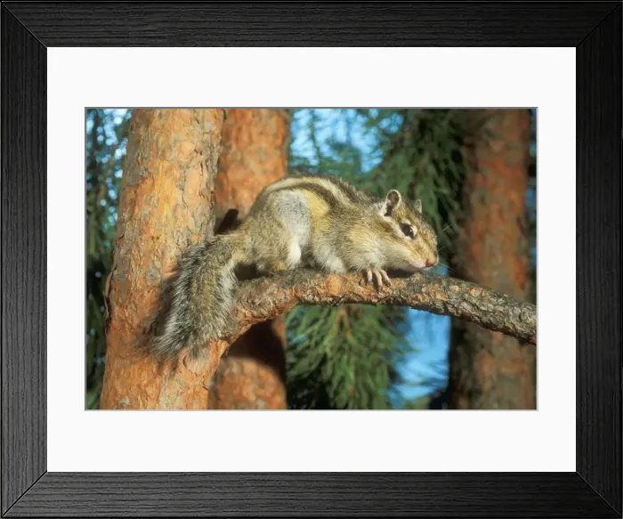 Framed Print : Siberian Chipmunk - hiding on pine tree Framed Print : Siberian Chipmunk - hiding on pine tree