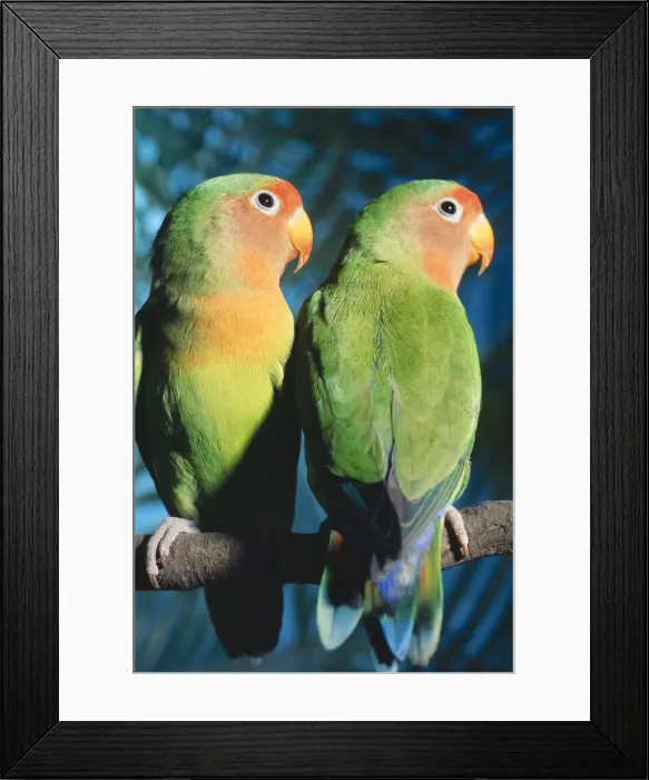 Framed Print : Fischers / Peach-faced Lovebirds - Hybrid Framed Print : Fischers / Peach-faced Lovebirds - Hybrid