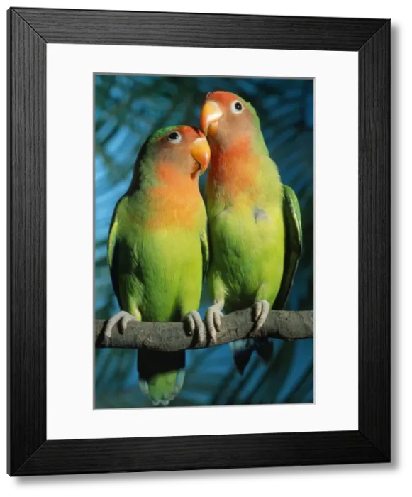 Framed Print : Fischers  /  Peach-faced Lovebirds - Hybrid