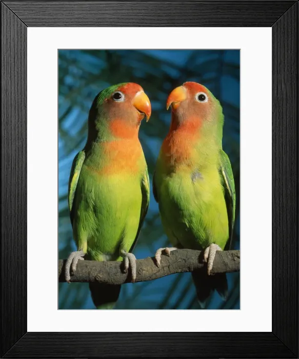 Framed Print : Fischers / Peach-faced Lovebirds - Hybrid Framed Print : Fischers / Peach-faced Lovebirds - Hybrid