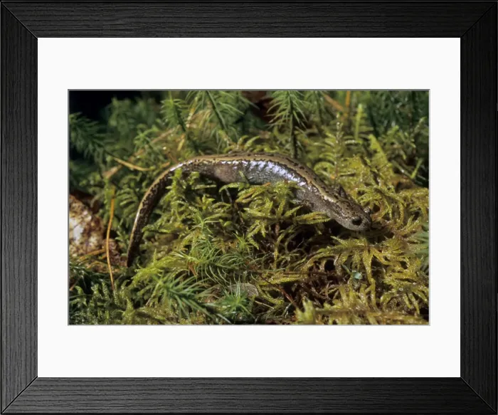Framed Print : Siberian Salamander - adult; rare but typical in Framed Print : Siberian Salamander - adult; rare but typical in