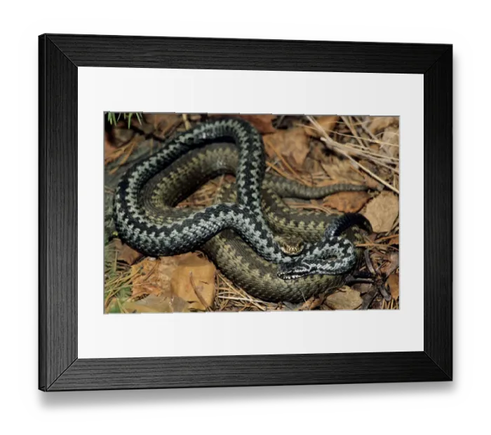 Framed Print : European / Common ADDER - adults; pre-copulation Framed Print : European / Common ADDER - adults; pre-copulation