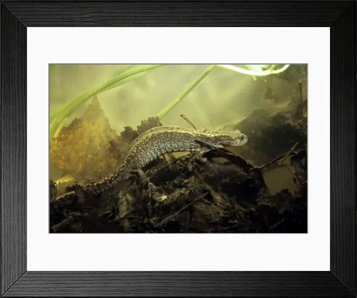 Framed Print : Siberian Salamander - adult; rare but typical in Framed Print : Siberian Salamander - adult; rare but typical in