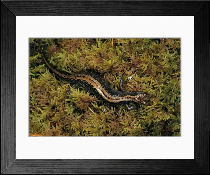 Framed Print : Siberian Salamander - Adult; rare but typical in Framed Print : Siberian Salamander - Adult; rare but typical in