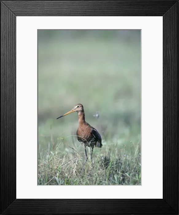 Framed Print : Black-tailed Godwit - nervous about intruders Framed Print : Black-tailed Godwit - nervous about intruders
