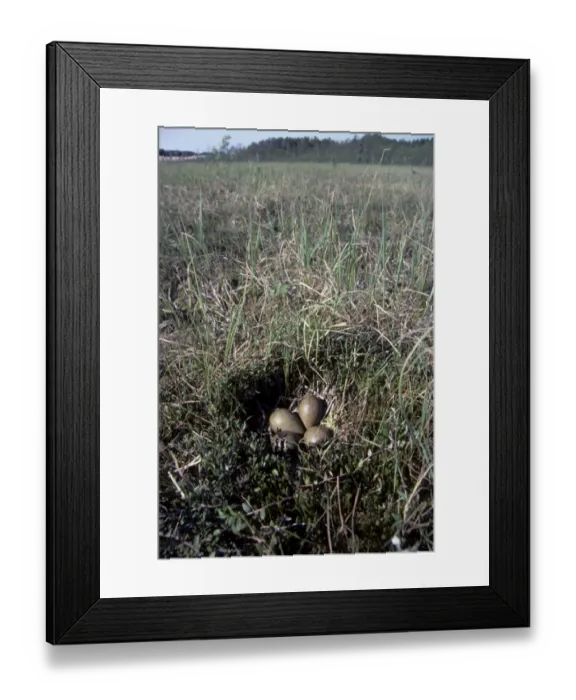 Framed Print : Nest of Black-tailed Godwit - one egg is hatching Framed Print : Nest of Black-tailed Godwit - one egg is hatching