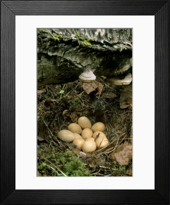 Framed Print : Hazel Hen  /  Hazel Grouse - eggs in typical nest