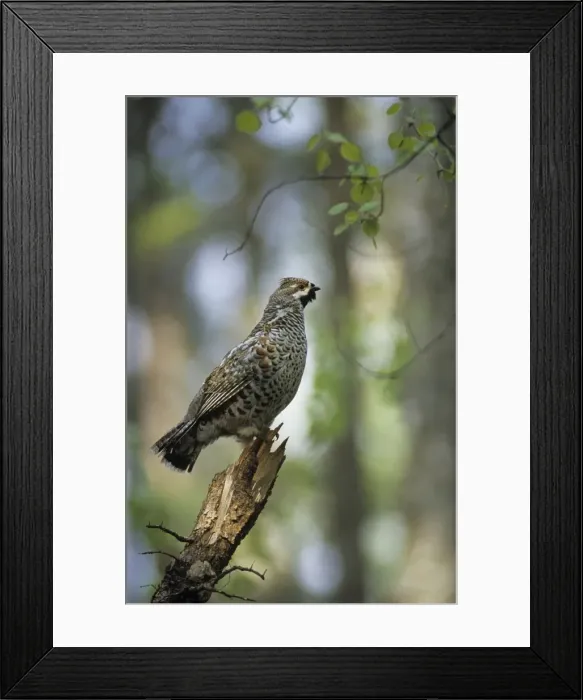 Framed Print : Hazel Hen / Hazel Grouse - adult male sings defending Framed Print : Hazel Hen / Hazel Grouse - adult male sings defending
