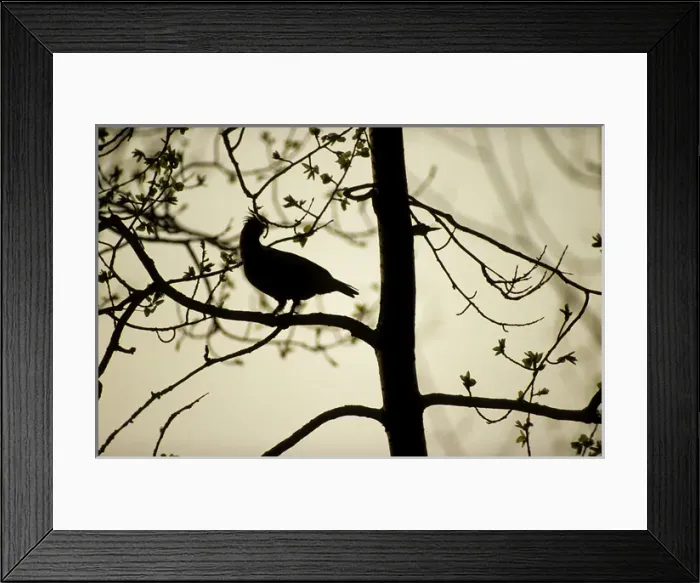 Framed Print : Hazel Hen / Hazel Grouse - adult male feeding Framed Print : Hazel Hen / Hazel Grouse - adult male feeding