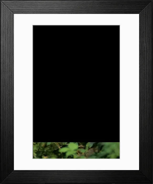 Framed Print : Common Sandpiper - on the nest; common but difficult Framed Print : Common Sandpiper - on the nest; common but difficult