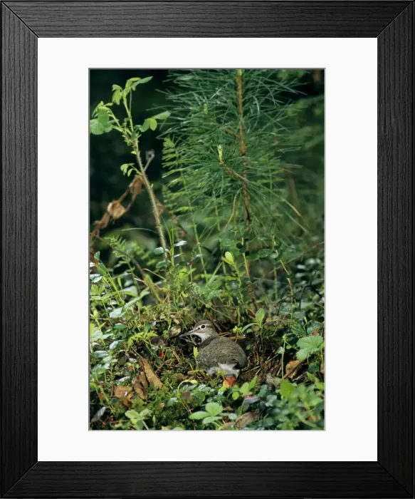 Framed Print : Common Sandpiper - on the nest; common but difficult Framed Print : Common Sandpiper - on the nest; common but difficult