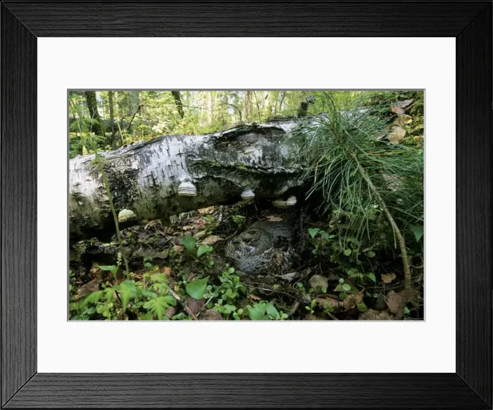 Framed Print : Hazel Hen / Hazel Grouse - female sits on nest Framed Print : Hazel Hen / Hazel Grouse - female sits on nest