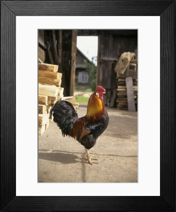 Framed Print : Cock in a village yard, typical colouring Framed Print : Cock in a village yard, typical colouring