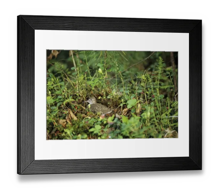 Framed Print : Common Sandpiper - on nest Framed Print : Common Sandpiper - on nest